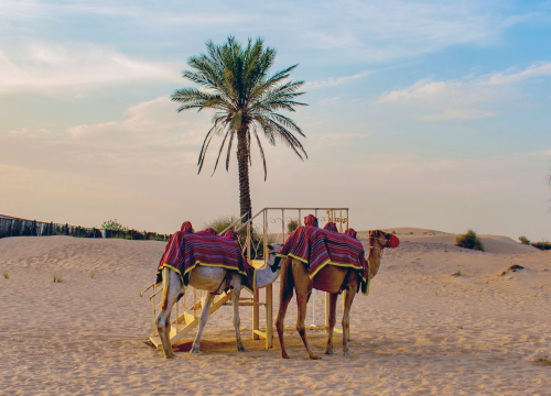 Desert Safari + Dhow Cruise Dinner