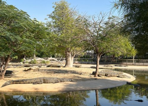 Dubai Crocodile Park